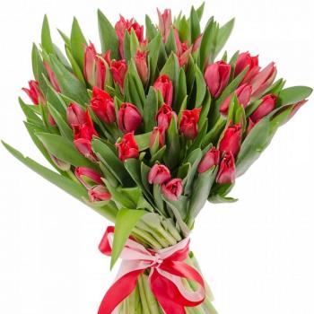 Красные тюльпаны 25 шт код - 134850